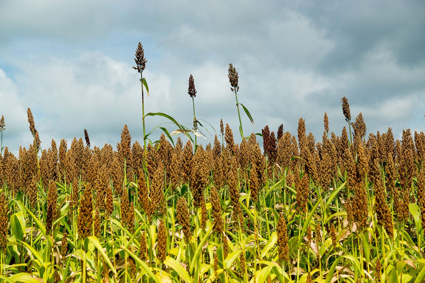 Plan Sorgo BT ALUR 2023 2024 Planta Bioetanol Paysandú