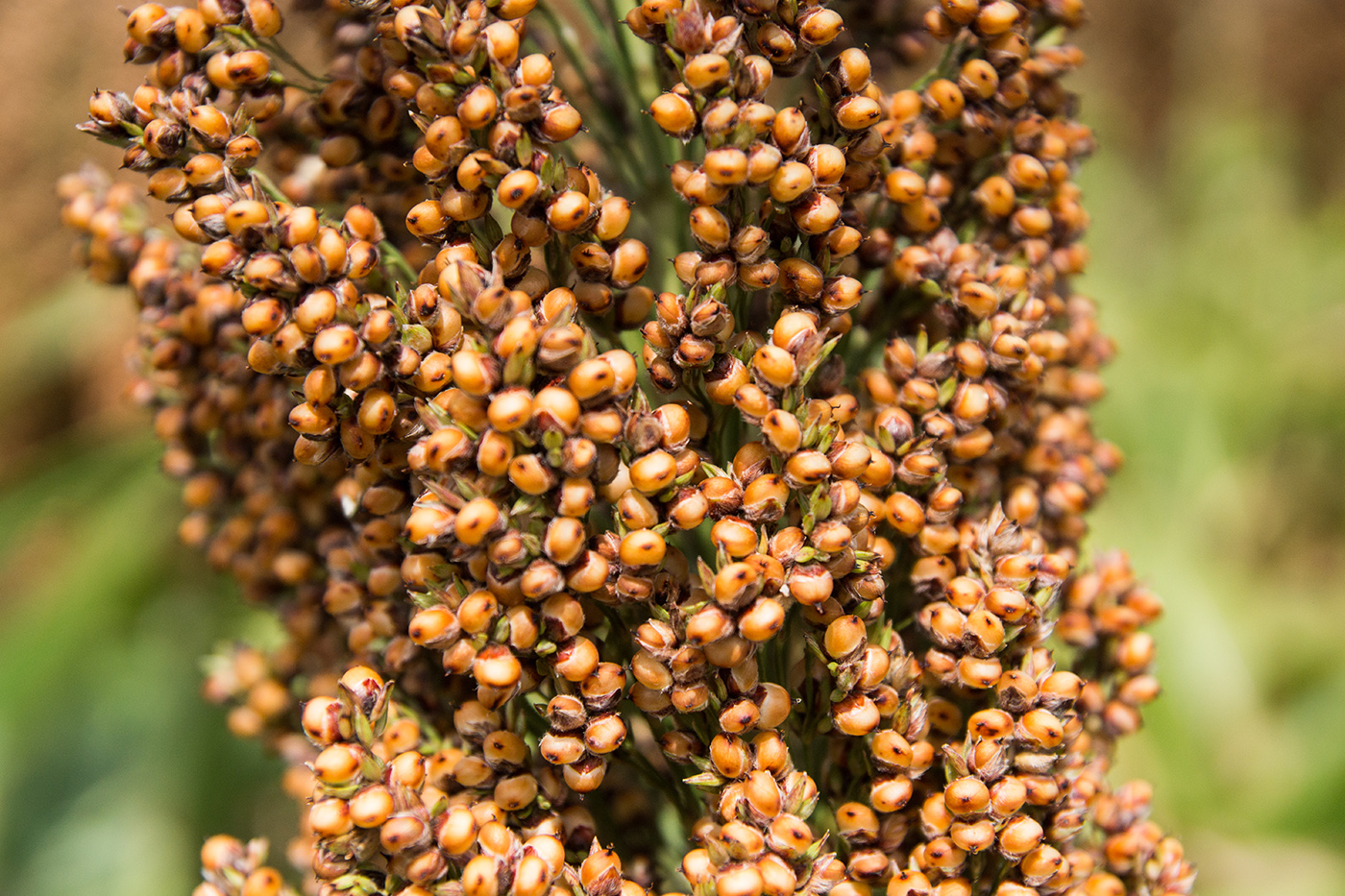 Plan Sorgo