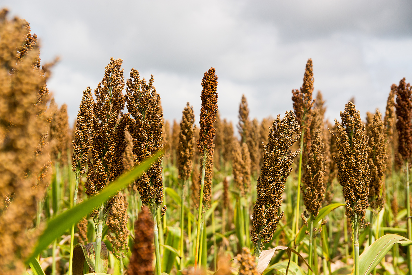 Plan Sorgo