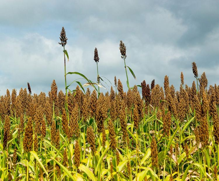Plan Sorgo BT ALUR 2023 2024 Planta Bioetanol Paysandú