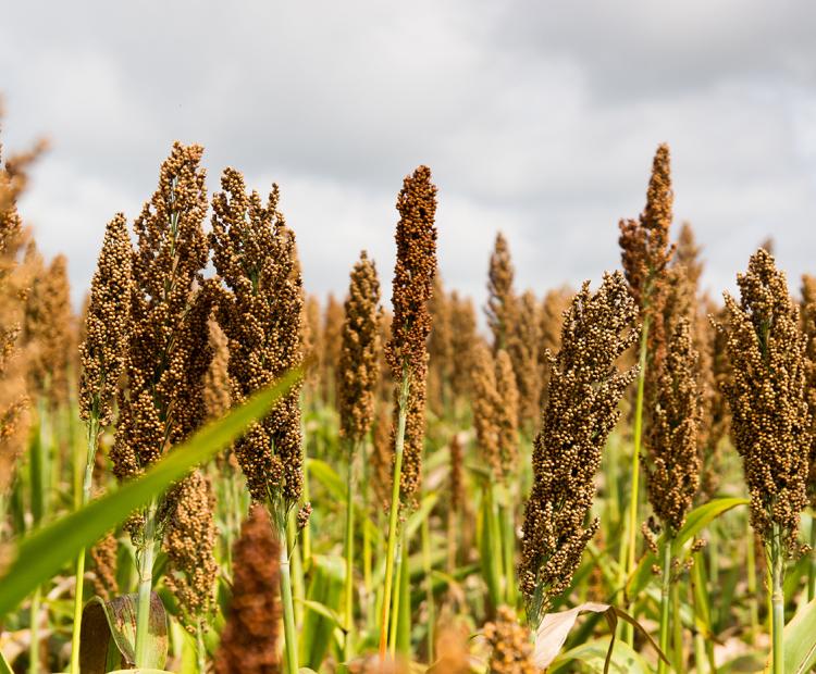 Plan Sorgo